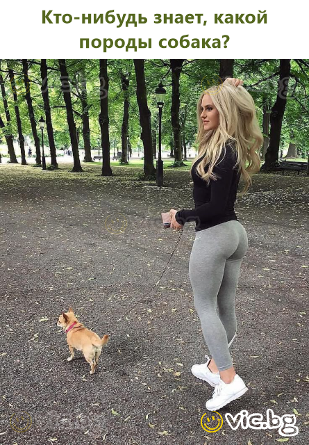 Кто-нибудь знает, какой породы собака?