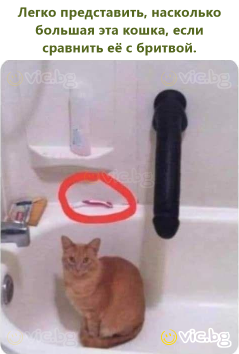 Легко представить, насколько большая эта кошка, если сравнить её с бритвой.