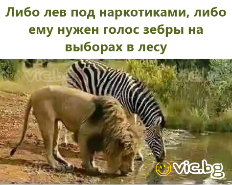 Либо лев под наркотиками, либо ему нужен голос зебры на выборах в лесу
