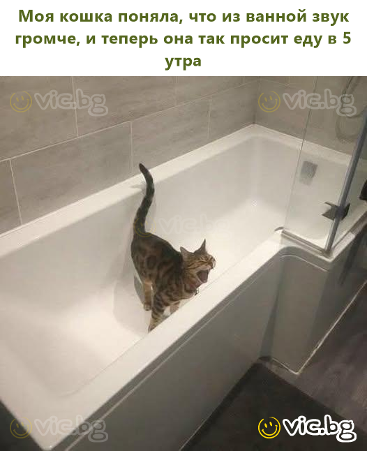 Моя кошка поняла, что из ванной звук громче, и теперь она так просит еду в 5 утра
