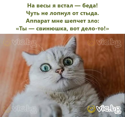 На весы я встал — беда! Чуть не лопнул от стыда. Аппарат мне шепчет зло: «Ты — свинюшка, вот дело-то!»