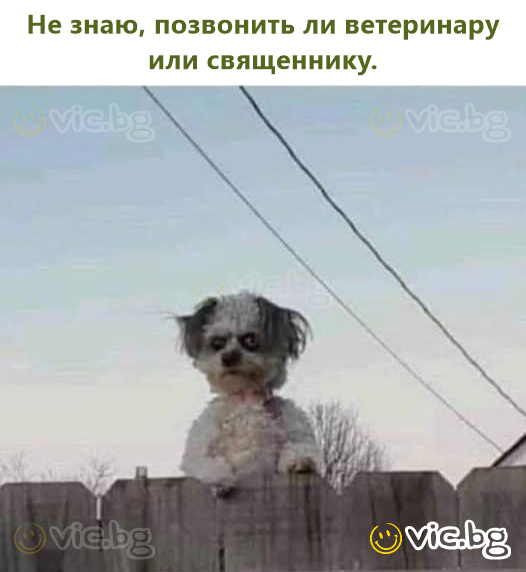 Не знаю, позвонить ли ветеринару или священнику.