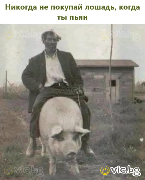 Никогда не покупай лошадь, когда ты пьян