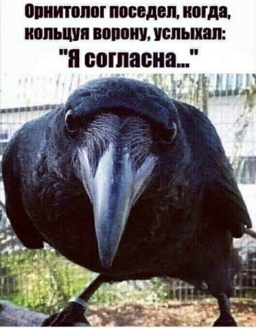 Орнитолог поседел, когда, кольцуя ворону, услыхал: "Я согласна..."