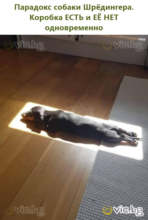 Парадокс собаки Шрёдингера. Коробка ЕСТЬ и ЕЁ НЕТ одновременно