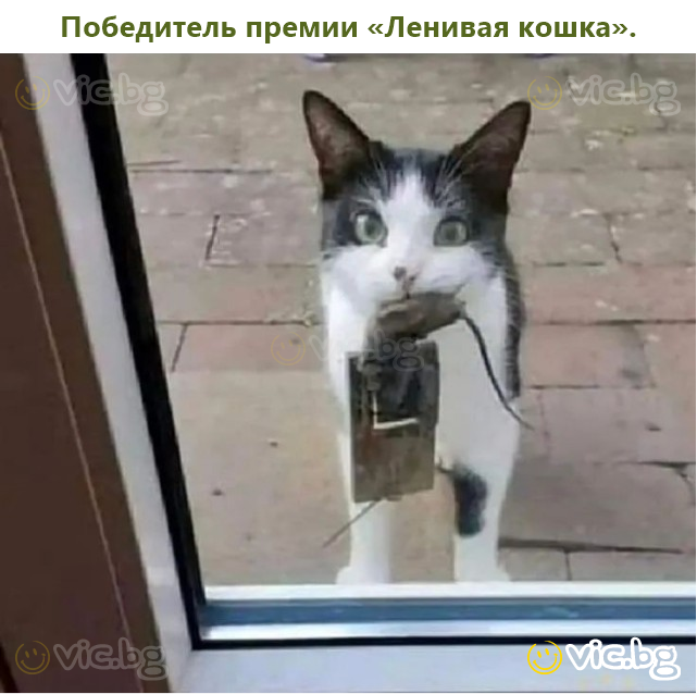 Победитель премии «Ленивая кошка».