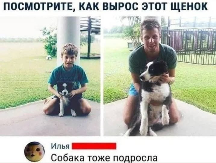 Посмотрите, как вырос этот щенок. Собака тоже подросла