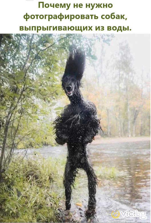 Почему не нужно фотографировать собак, выпрыгивающих из воды.