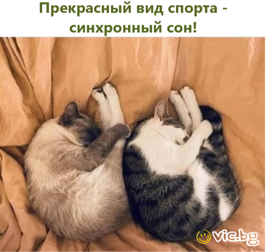 Прекрасный вид спорта - синхронный сон!