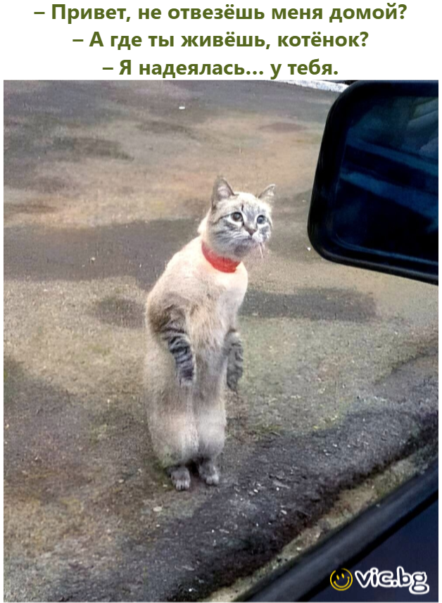 – Привет, не отвезёшь меня домой? – А где ты живёшь, котёнок? – Я надеялась… у тебя.