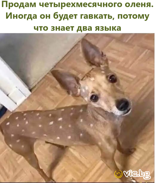 Продам четырехмесячного оленя. Иногда он будет гавкать, потому что знает два языка