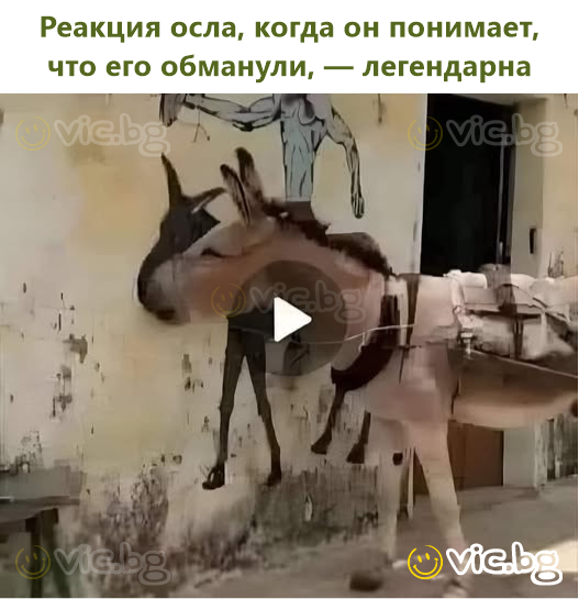 Реакция осла, когда он понимает, что его обманули, — легендарна