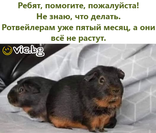 Ребят, помогите, пожалуйста! Не знаю, что делать. Ротвейлерам уже пятый месяц, а они всё не растут.