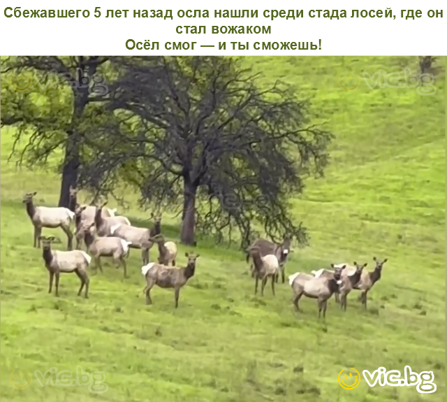 Сбежавшего 5 лет назад осла нашли среди стада лосей, где он стал вожаком
Осёл смог — и ты сможешь!