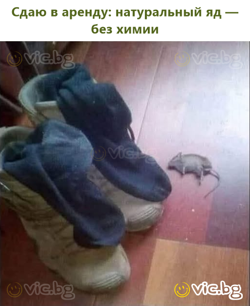 Сдаю в аренду: натуральный яд — без химии