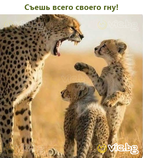 Съешь всего своего гну!