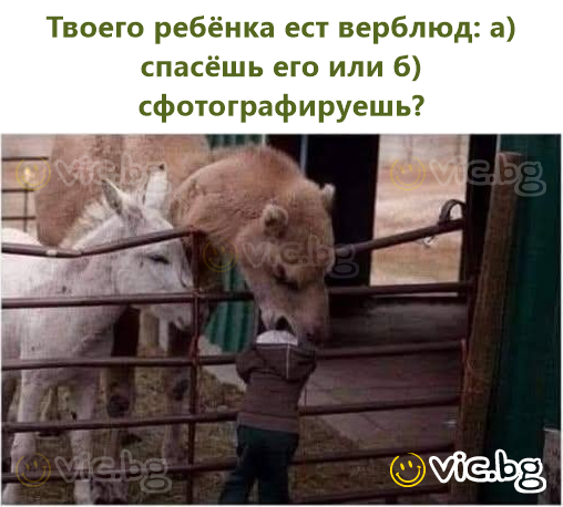 Твоего ребёнка ест верблюд: а) спасёшь его или б) сфотографируешь?