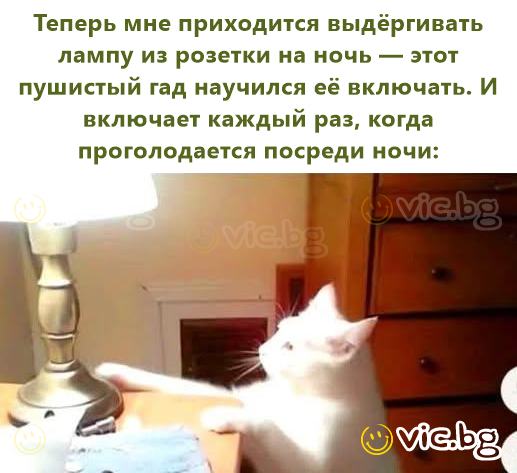 Теперь мне приходится выдёргивать лампу из розетки на ночь — этот пушистый гад научился её включать. И включает каждый раз, когда проголодается посреди ночи:
