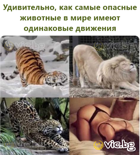 Удивительно, как самые опасные животные в мире имеют одинаковые движения