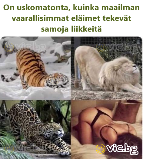 Удивительно, как самые опасные животные в мире имеют одинаковые движения