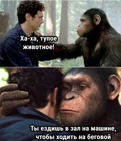 Ха-ха, тупое животное! Ты ездишь в зал на машине, чтобы ходить на беговой