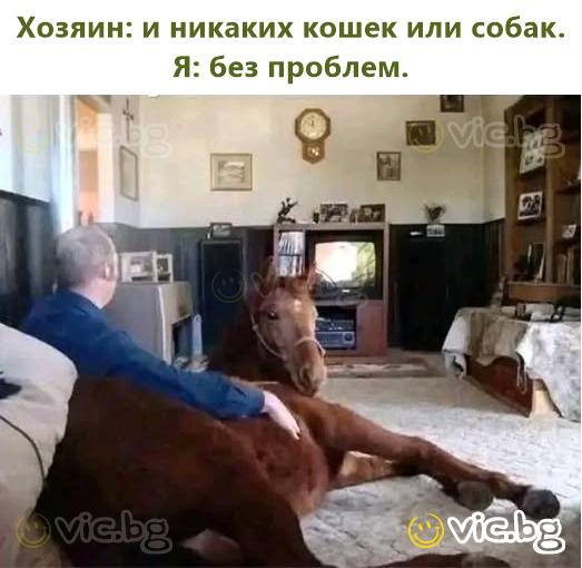 Хозяин: и никаких кошек или собак.  Я: без проблем.