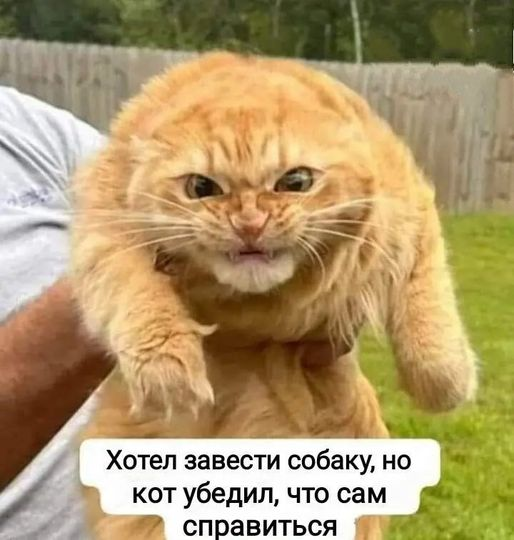 Хотел завести собаку, но кот убедил, что сам справиться