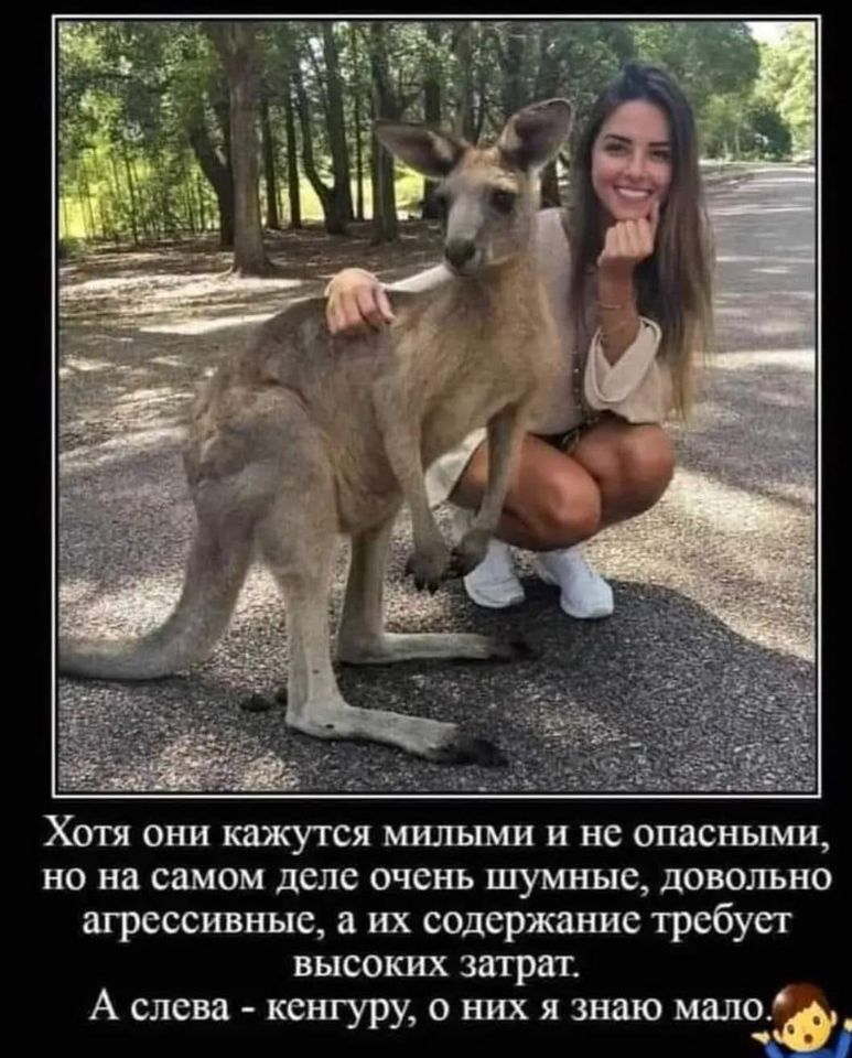 Хотя они кажутся милыми и не опасными, но на самом деле очень шумные, довольно агрессивные, а их содержание требует высоких затрат. А слева - кенгуру, о них я знаю мало.