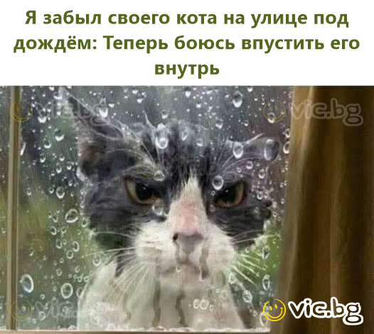 Я забыл своего кота на улице под дождём: Теперь боюсь впустить его внутрь