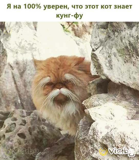 Я на 100% уверен, что этот кот знает кунг-фу