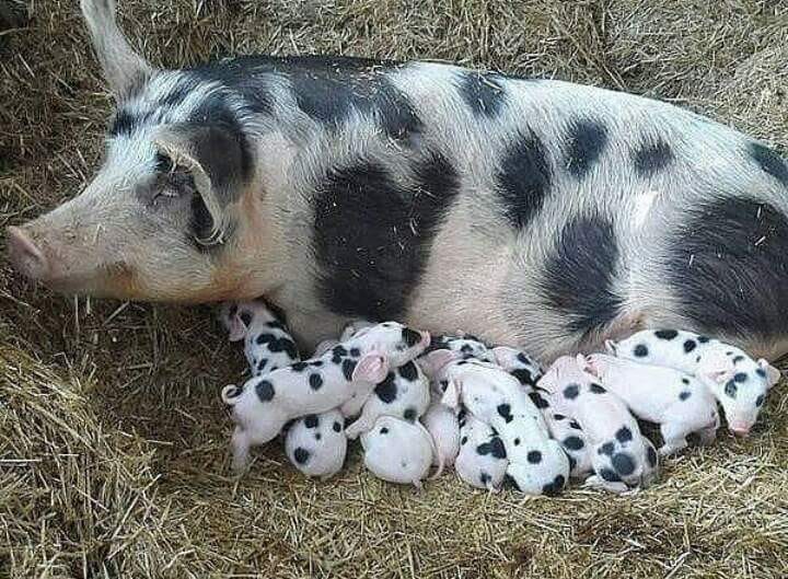 101 ДалмаСвинци