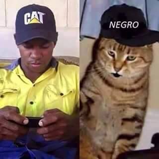 cat - black
