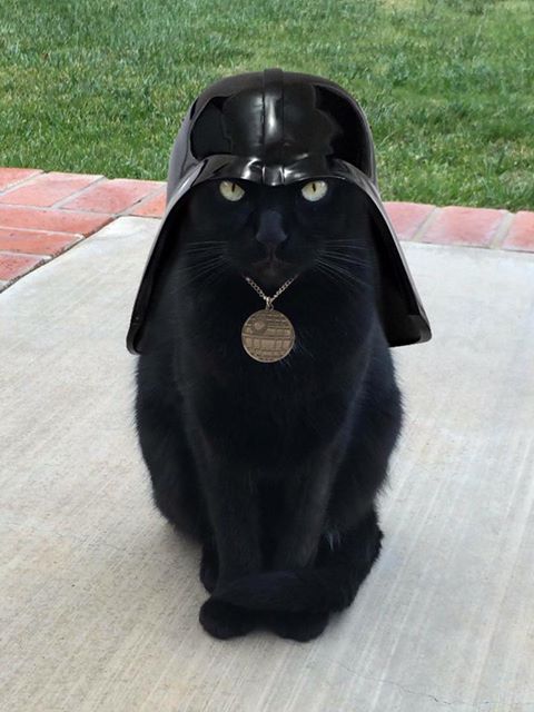 Darth котка