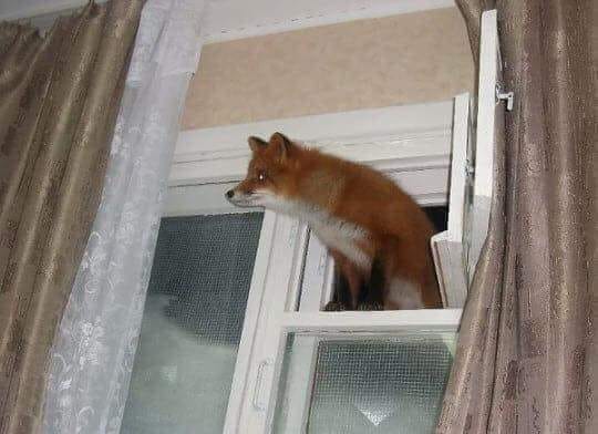 Tака се инсталира FIREFOX на WINDOWS