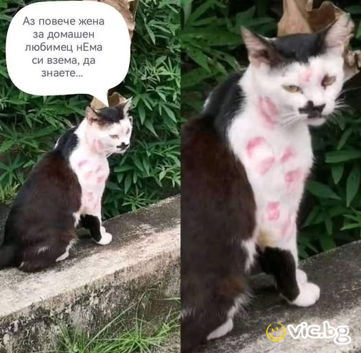 Аз повече жена за домашен любимец няма да си взема, да знаете