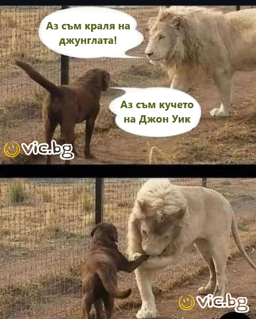 Аз съм краля на джунглата! Аз съм кучето на Джон Уик