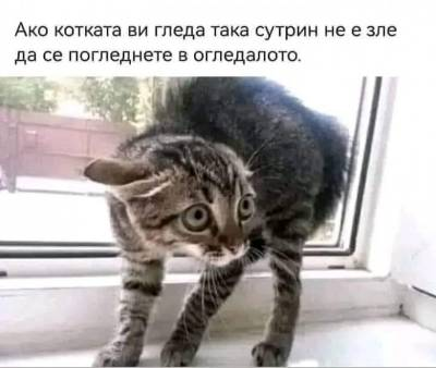 Ако котката ви гледа така сутрин, не е зле да се погледнете в огледалото.