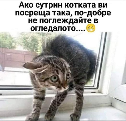 Ако сутрин котката ви посреща така, по-добре не поглеждайте в огледалото....