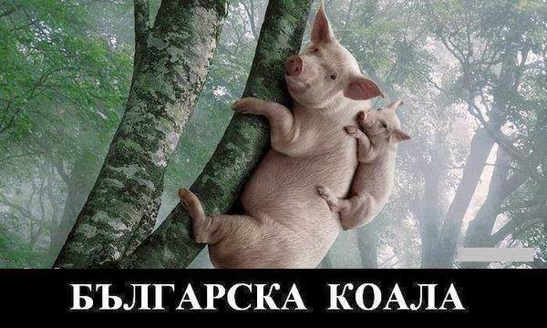 българска коала