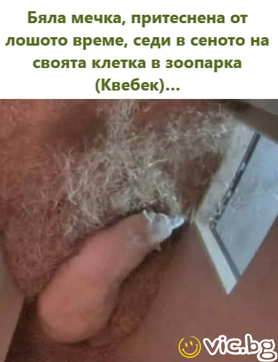 Бяла мечка, притеснена от лошото време, седи в сеното на своята клетка в зоопарка (Квебек)...