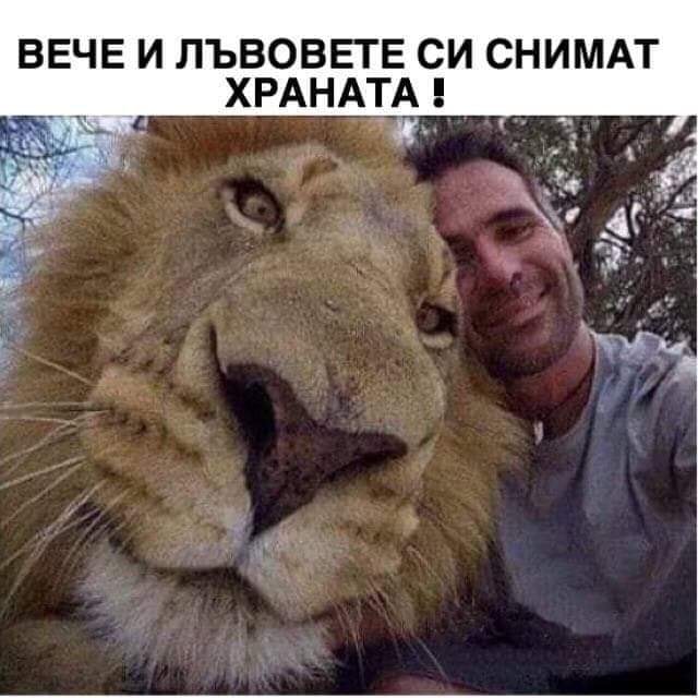 Вече и лъвовете се снимат с храната