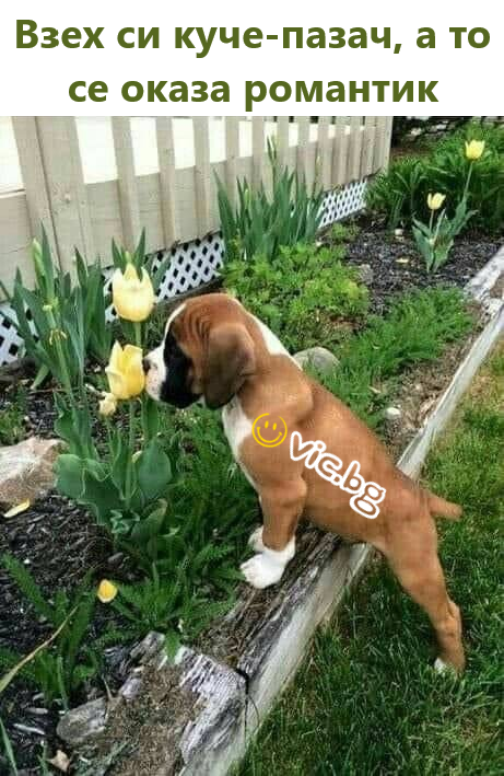 Взех си куче-пазач, а то се оказа романтик