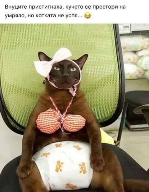 Внуците пристигнаха, кучето се престори на умряло, котката не успя