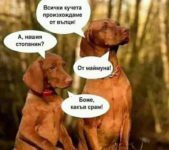 - Всички кучета произхождаме от вълци?! - А нашия стопанин? - От маймуна! - Божеее, какъв срам!