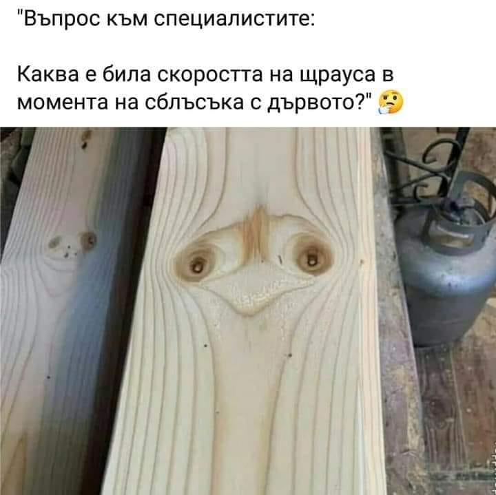 Въпрос към специалистите: каква е била скоростта на щрауса в момента на сблъсъка с дървото