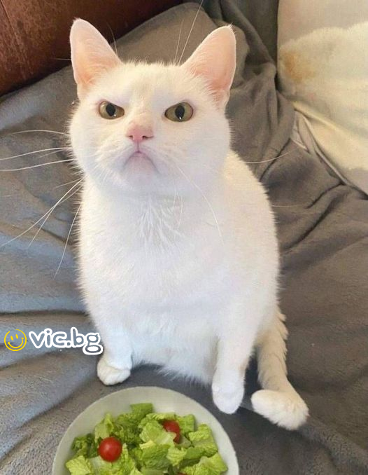 Гневна котка