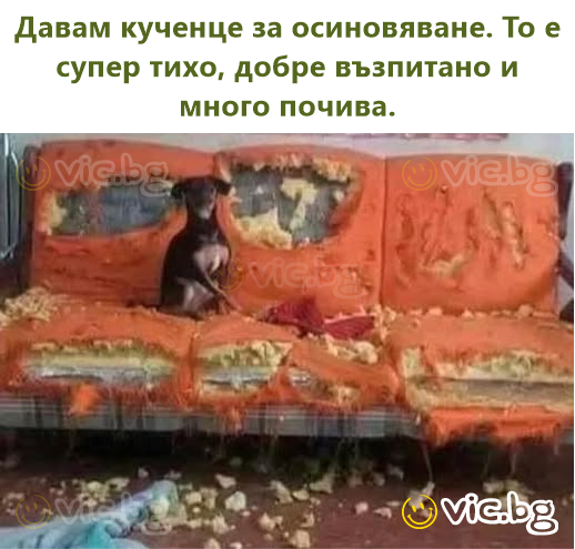 Давам кученце за осиновяване. То е супер тихо, добре възпитано и много почива.