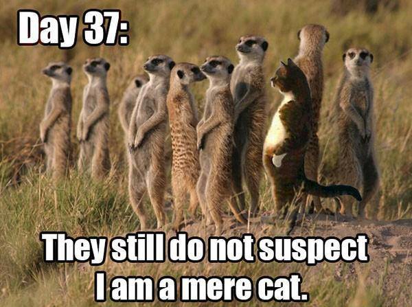 Ден 37, те все още не подозират