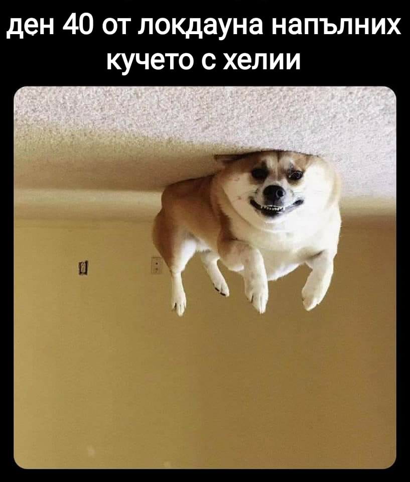 Ден 40 от локдауна, напълних кучето с хелий