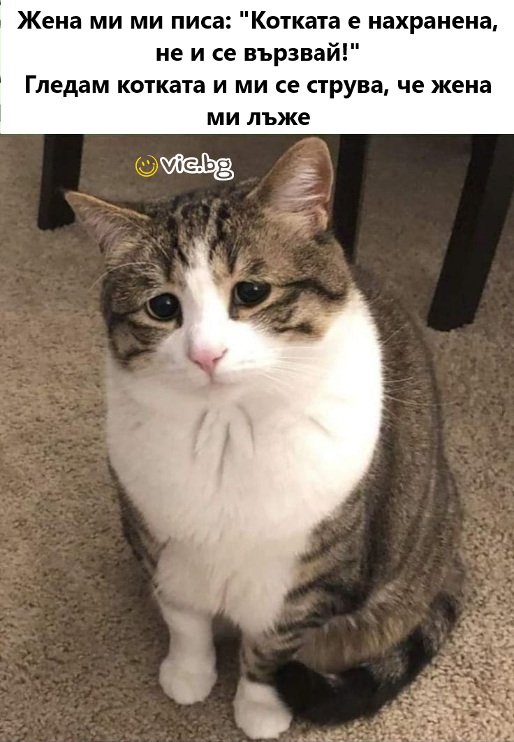 Жена ми ми писа: "Котката е нахранена, не и се вързвай!" Гледам котката и ми се струва, че жена ми лъже